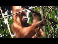 Orangutan sule eating stem in forest