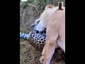 Lion Vs Cheetah's Déàdly Attàçk 🔥