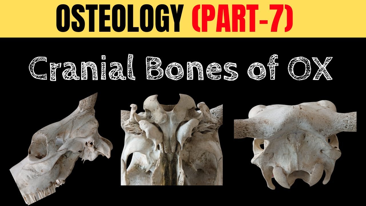 🧠✨ Cranial Bones of OX Skull Explained 🔍 | Vet Anatomy Made EASY! 🐂💀 | OSTEOLOGY PART – 7