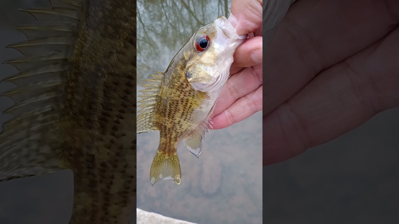 Wednesday afternoon Creek fishing in Kentucky! Catch #2.