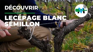 Un Cépage À La Une Le Sémillon