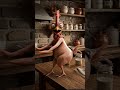 Chicken Danced #shorts #aibaby #babydance #ai #viralvideo #chickendance
