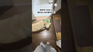 助走つけないと登れない柴犬｜PECO