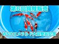 【お買い得】エメラルド大賞受賞記念で上物20匹を大放出!