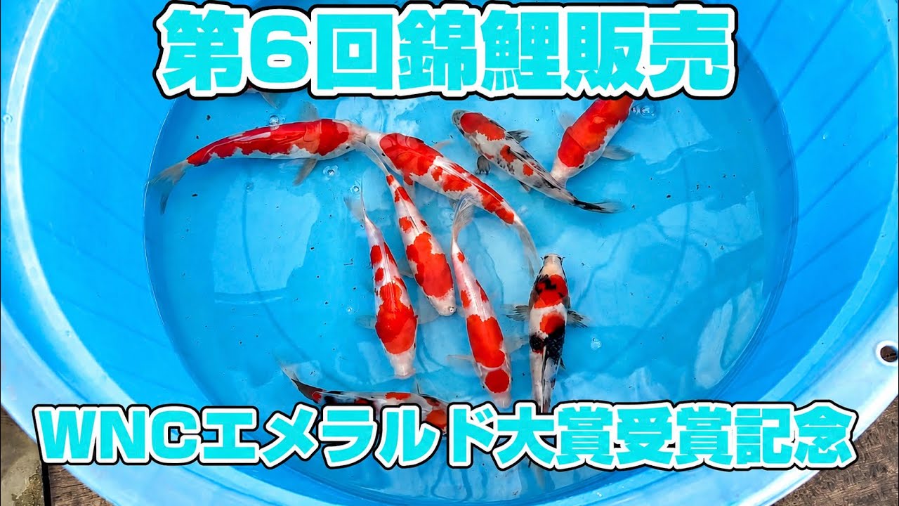 【お買い得】エメラルド大賞受賞記念で上物20匹を大放出!