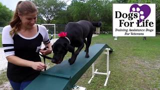 Dog Parks in Vero Beach, FL | Dogs For Life | MyReynoldsTeam.com