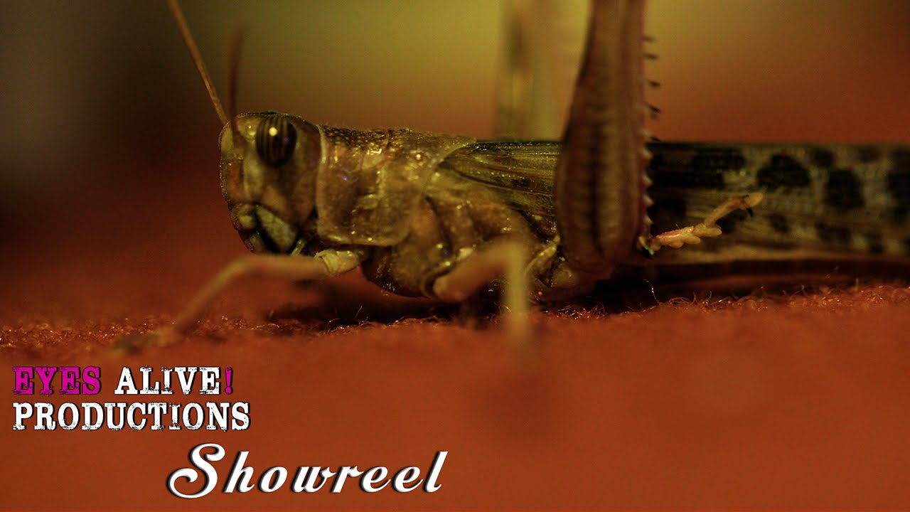 Eyes Alive! Productions (Showreel 2013)