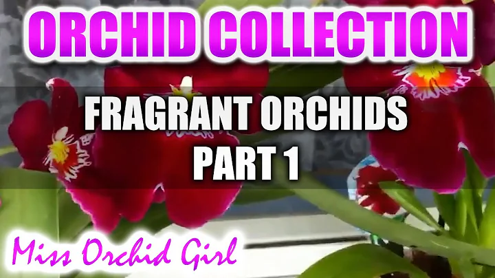 A collection of Fragrant Orchids Part 1 - Varieties, scent description and beautiful flowers! - DayDayNews