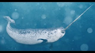 Narwhals Uncovered  Top 10 Fascinating Facts #narwal #canada #cold #winter #wildlife