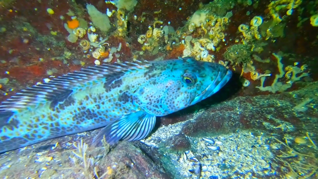 Whytecliff Scuba Diving, Glass Corals and Blue Lingcods