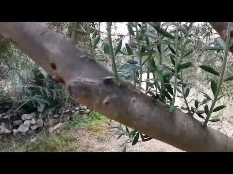 Video: Alberi a foglie caduche per la zona 4: crescono alberi a foglie caduche nei giardini della zona 4