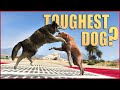 GTA V - Which is the Toughest Dog?