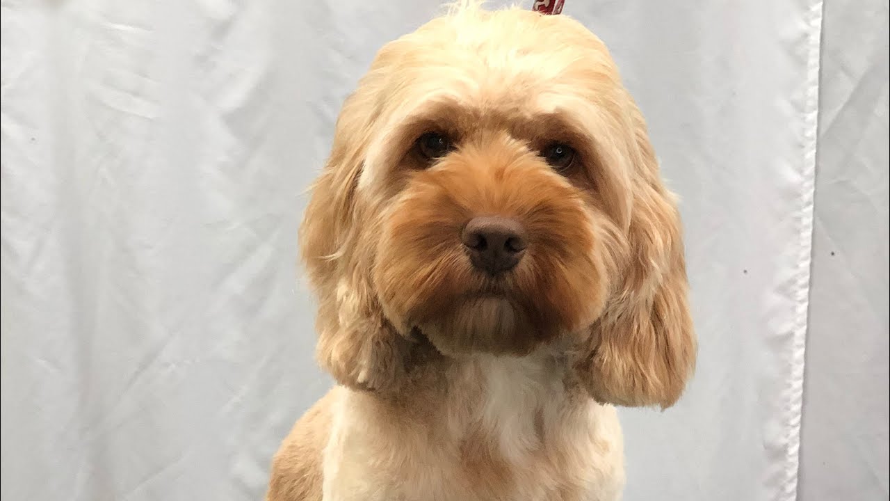 cockapoo cocker cut