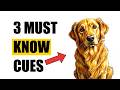 3 Dog Body Language Cues You MUST Know Unlock a Deeper Bond