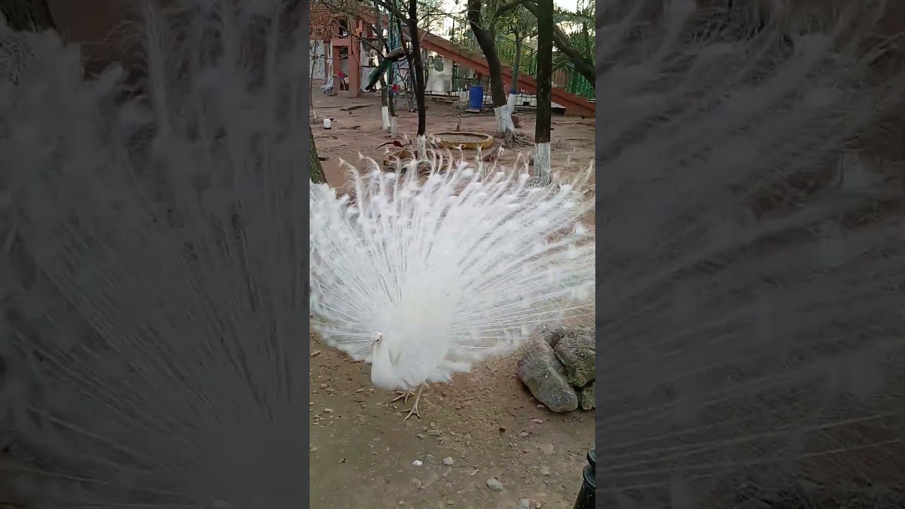 White Peafowl opening it's features