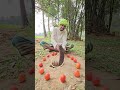 #cobra #animals #hunting #viral