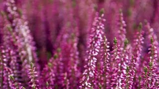 Bach flower Heather