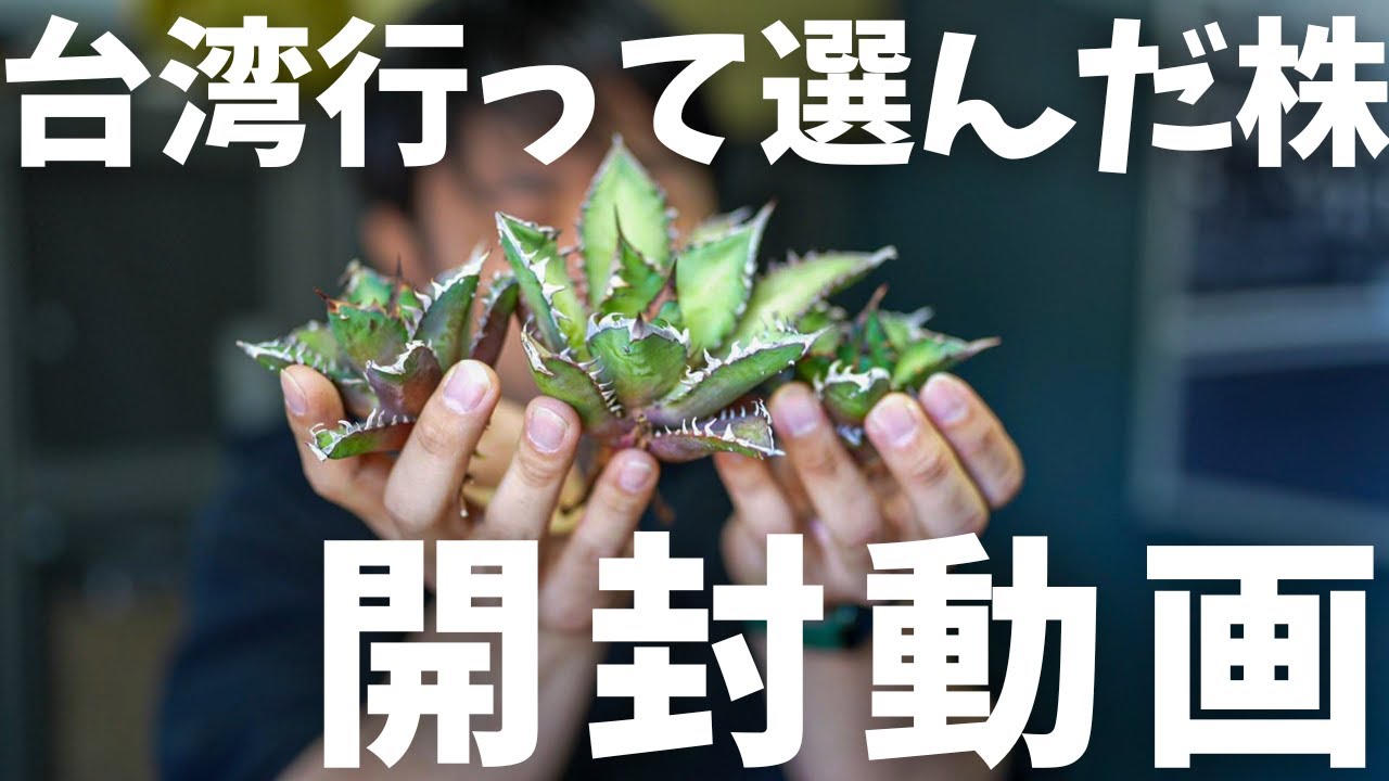 台湾で選んだやばいアガベ開封動画🔥】 - YouTube