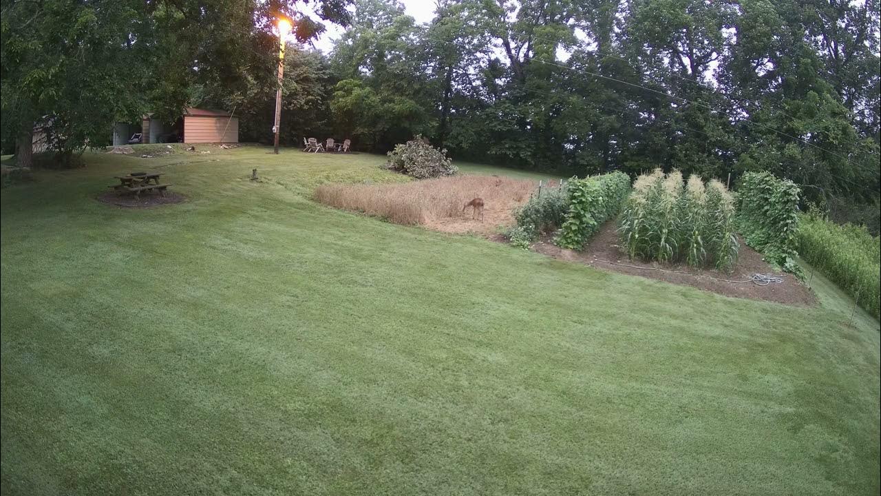 Deer in winter wheat YouTube