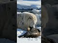 Snow Lion Babbar #wildlife #shorts #shortsfeed #animals #nature #reels #lion #cute #viral #funny