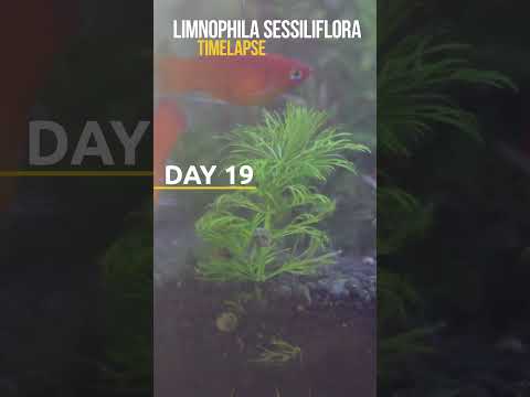 Limnophila sessiliflora #timelapse #aquariumplant