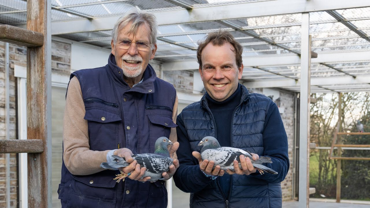 NPO Champions 2025: Gerard and Bas Verkerk - National Ace Pigeon Middle Distance