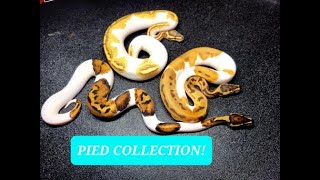 Snake Collection ! Multiple  Pied Ball Python MORPHS