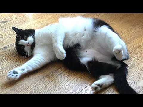 Chubby Cat Rolling Around In CatNip