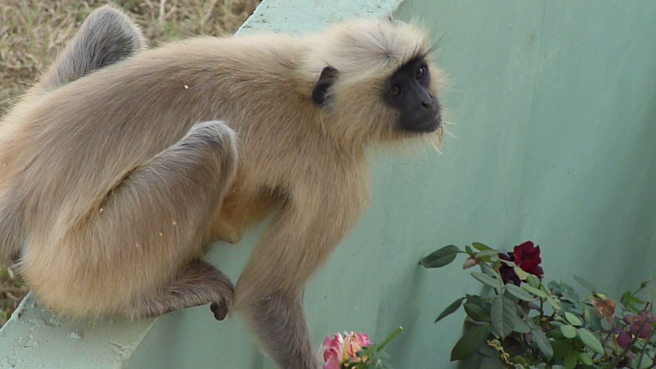 Monkey in our Yard