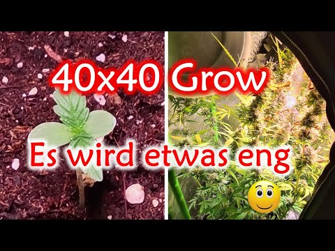 Indoor Cannabis Automatic | Erstgrow | 40x40 Growbox | 1 Pflanze | SANlight Q1W