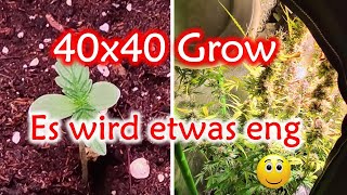 Indoor Cannabis Automatic | Erstgrow | 40x40 Growbox | 1 Pflanze | SANlight Q1W