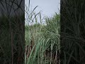 Gana ka khet#kheti #bihar #mausam #real #comedy #bollywood #vlog #song