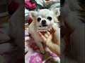 愛犬は飼い主に思い出してもらえないと消えてしまう話。#ワン寿 #ワンジュ #pr
