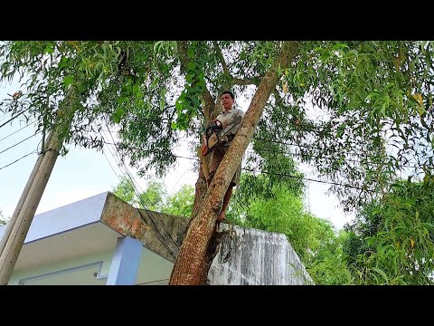 Video Cưa Cây Tràm Bông Vàng Trên Dây Điện / Sawing... - youtube