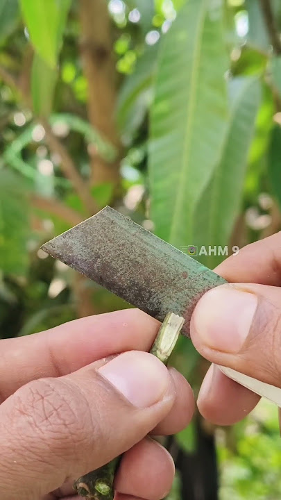 Big Mango tree grafting | Aam ki kalam