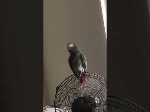 🔥 🦜 Hi PAPA -Part 2 😁 || Simba Talking Parrot ❤️ #love #pets #simbaafricangrey