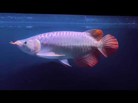 Video Huyết long bạch ngọc - youtube