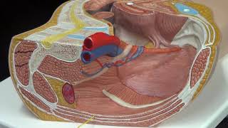 Module 9 Video Exercise 19 Axial Skeleton - Muscles of the torso