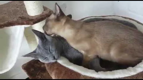 Video 1215131: blue burmese kitten, kitten grooming