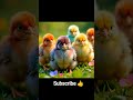 rainbow 🌈 chicks 🐥🐣
