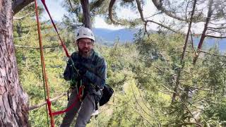 My Redwood Climb