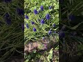 ムスカリの咲く街路の花壇#gardening #flowers #spring