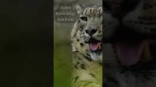 Acorn Knowledge Fun Facts Amur Leopard  Part 3