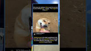 Shiba Inu’s Grin: The Cutest Paw Shake Ever#ShibaInuLove #DogTrustMoments #HappyPuppyVibes