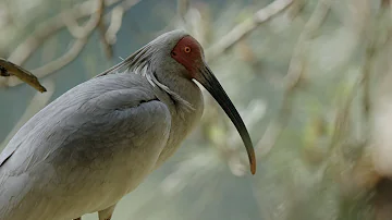 CGTN Nature: Qinling Mountains Series | Episode 8: Crested Ibis