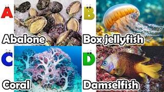 Toddler Learning - Learn Ocean Animals | Educational Videos for Kids | Learning Videos for Toddlers