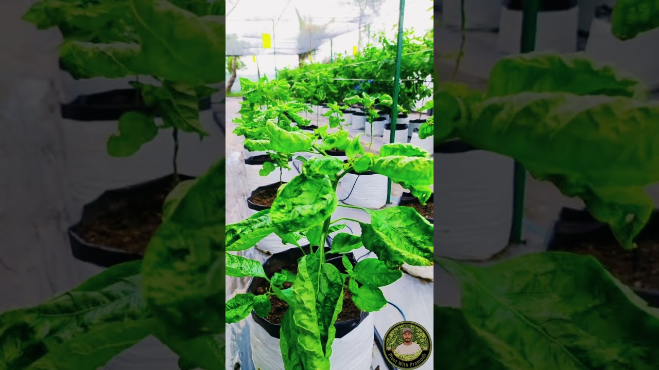 Evil Insects from Scientific Horror 