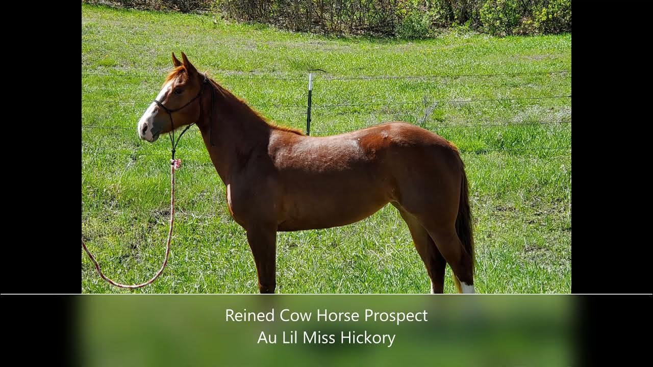 Gold Bar Ranch Consigned Horses BLS June 2021 YouTube