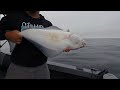 Another Awesome Day Fishing For Halibut! So Many Halibut!