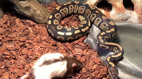 Chocolate Ball python LIVE FEEDING